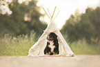 Bernese Mountain Dog