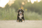 Bernese Mountain Dog
