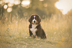 Bernese Mountain Dog