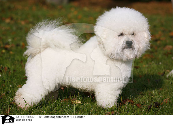 Bichon Frise / Bichon Frise / RR-18427