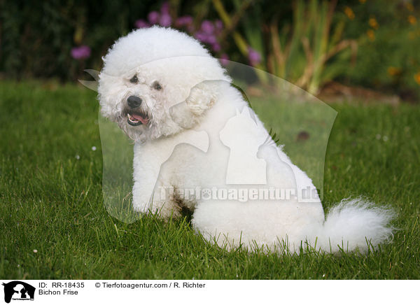 Bichon Frise / Bichon Frise / RR-18435