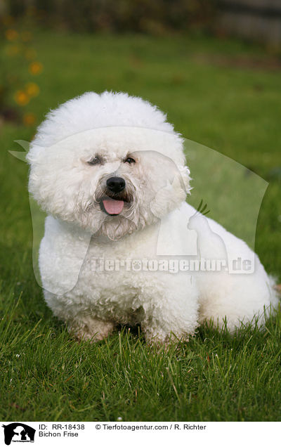 Bichon Frise / RR-18438