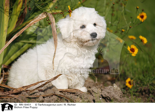 Bichon Frise Welpe / Bichon Frise Puppy / RR-18451