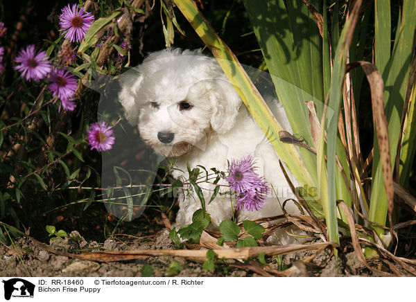 Bichon Frise Welpe / Bichon Frise Puppy / RR-18460