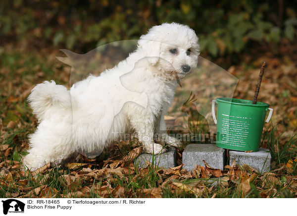 Bichon Frise Welpe / Bichon Frise Puppy / RR-18465