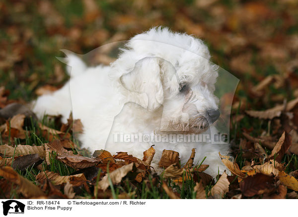 Bichon Frise Welpe / Bichon Frise Puppy / RR-18474