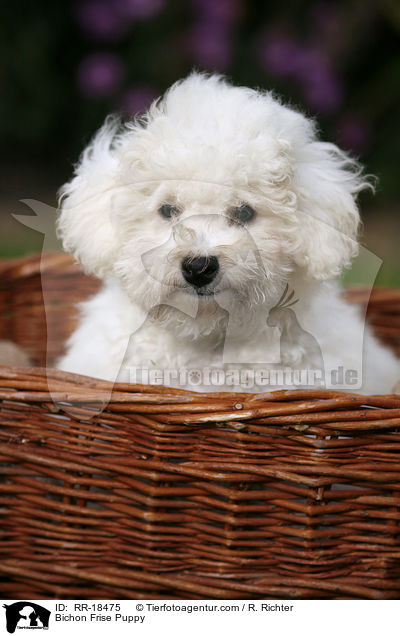 Bichon Frise Welpe / Bichon Frise Puppy / RR-18475