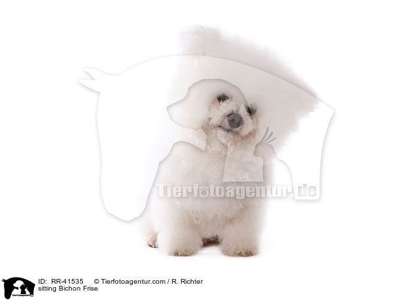 sitzender Bichon Frise / sitting Bichon Frise / RR-41535