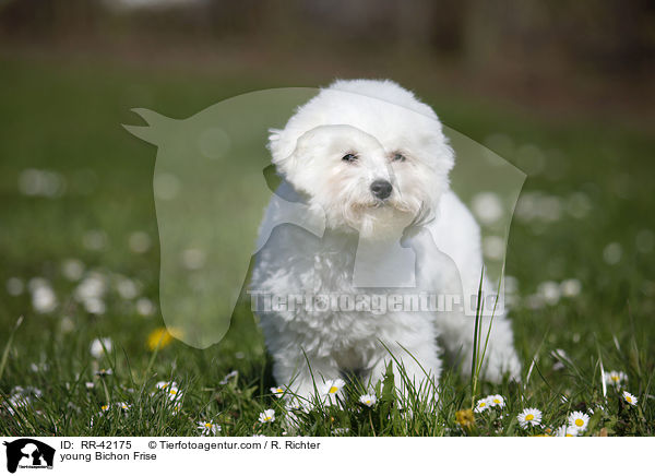 young Bichon Frise / RR-42175