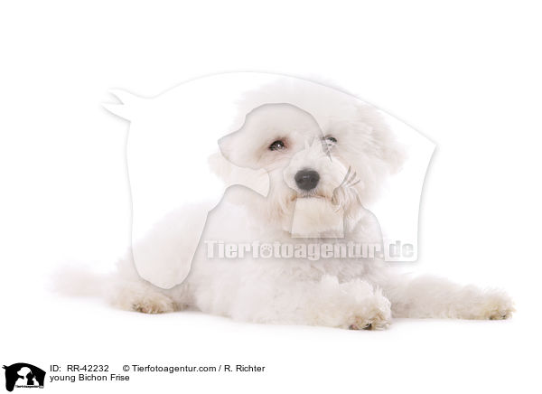 junger Bichon Frise / young Bichon Frise / RR-42232