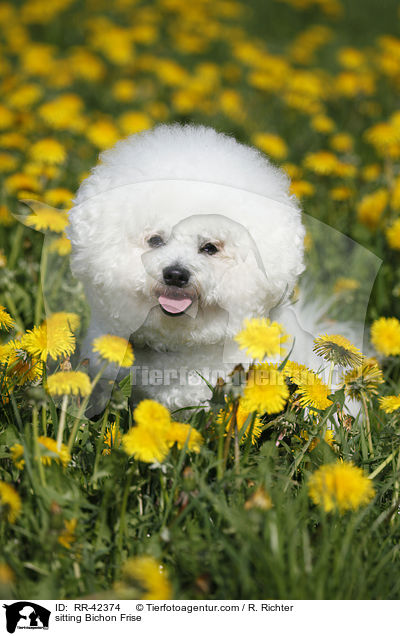 sitzender Bichon Frise / sitting Bichon Frise / RR-42374