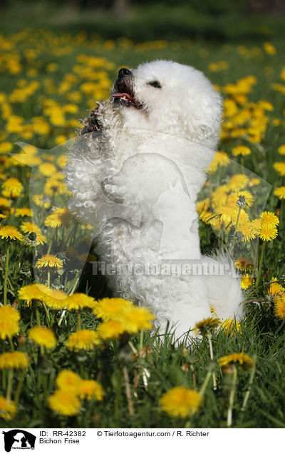 Bichon Frise / Bichon Frise / RR-42382