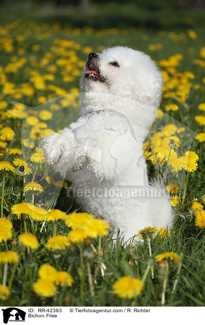 Bichon Frise / Bichon Frise / RR-42383
