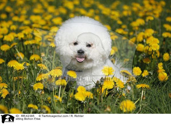 sitzender Bichon Frise / sitting Bichon Frise / RR-42385