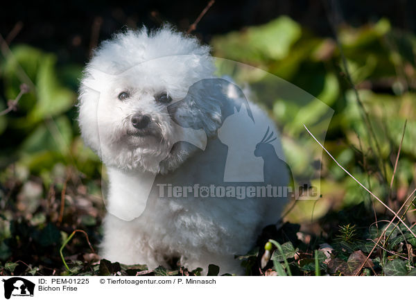 Bichon Frise / Bichon Frise / PEM-01225