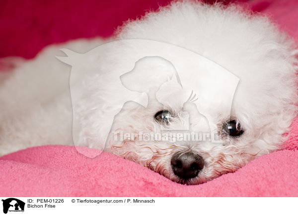 Bichon Frise / Bichon Frise / PEM-01226
