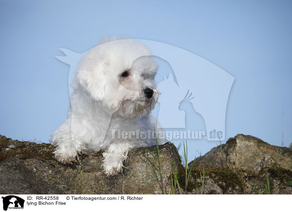 liegender Bichon Frise / lying Bichon Frise / RR-42558
