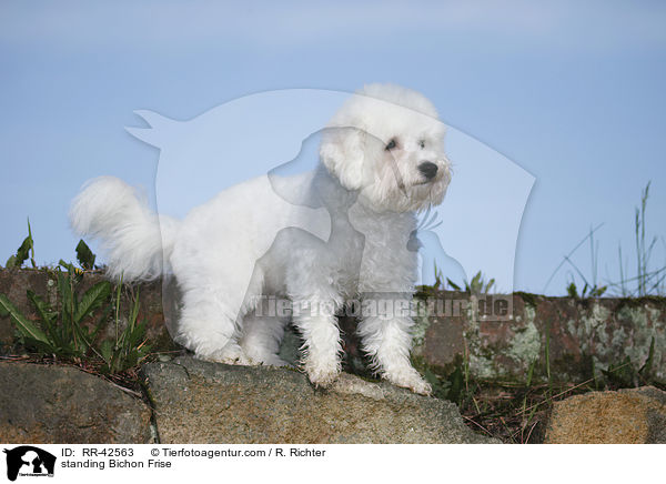 stehender Bichon Frise / standing Bichon Frise / RR-42563