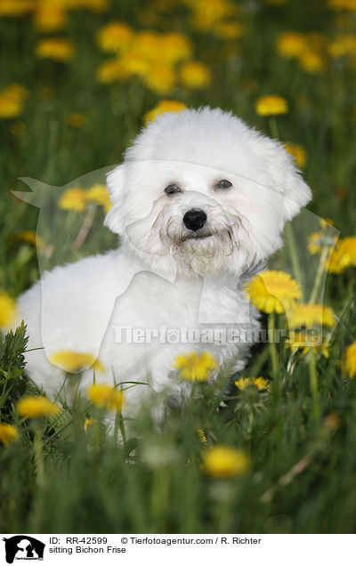 sitzender Bichon Frise / sitting Bichon Frise / RR-42599
