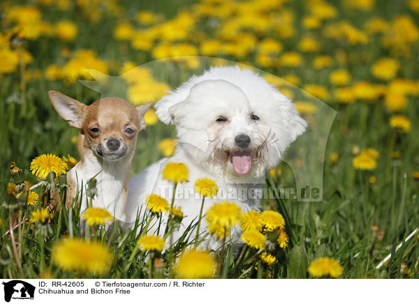 Chihuahua und Bichon Frise / Chihuahua and Bichon Frise / RR-42605