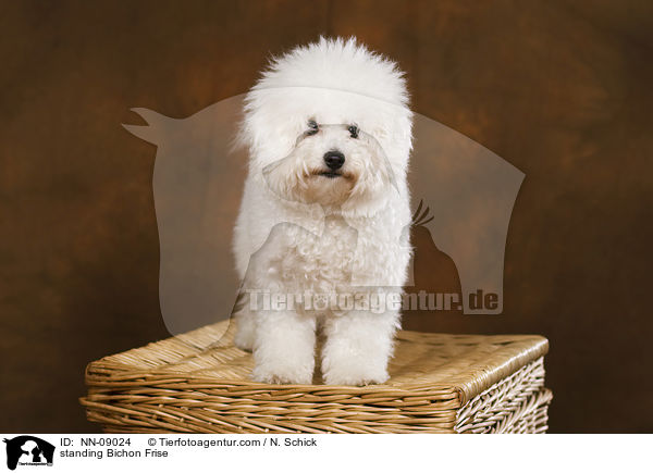 stehender Bichon Frise / standing Bichon Frise / NN-09024