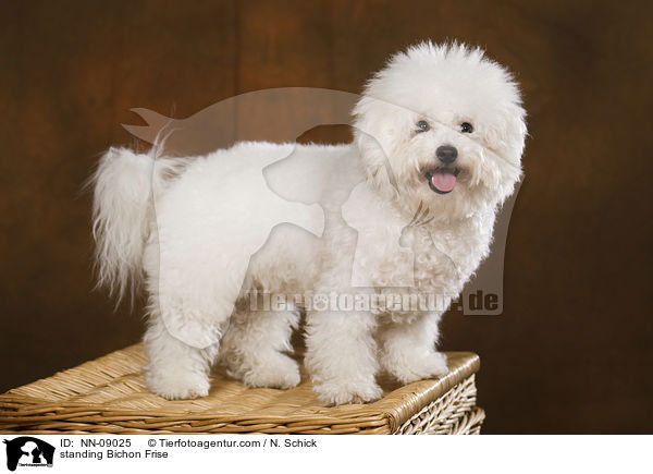 stehender Bichon Frise / standing Bichon Frise / NN-09025