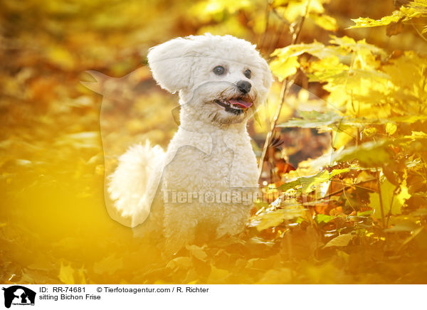 sitzender Bichon Frise / sitting Bichon Frise / RR-74681
