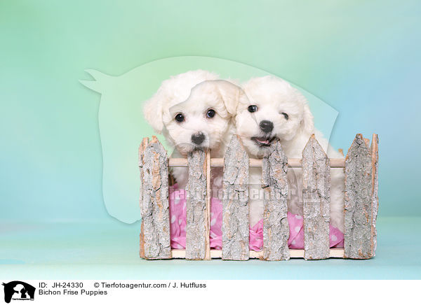 Bichon Frise Welpen / Bichon Frise Puppies / JH-24330