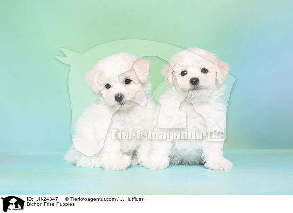 Bichon Frise Welpen / Bichon Frise Puppies / JH-24347