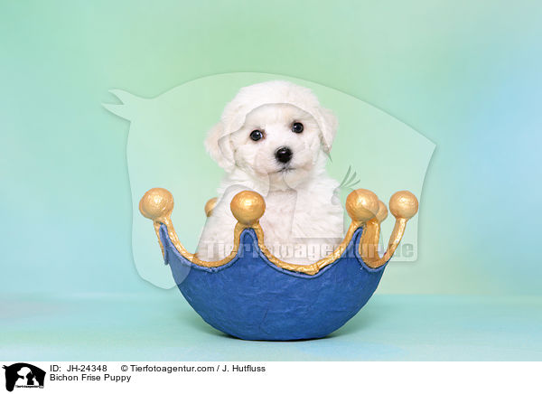 Bichon Frise Welpe / Bichon Frise Puppy / JH-24348