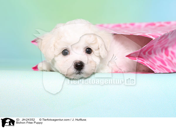 Bichon Frise Welpe / Bichon Frise Puppy / JH-24352