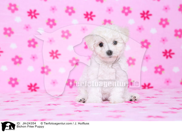 Bichon Frise Welpe / Bichon Frise Puppy / JH-24354