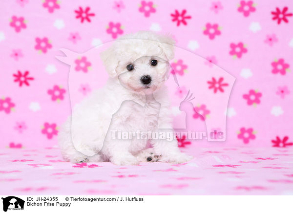 Bichon Frise Welpe / Bichon Frise Puppy / JH-24355