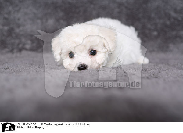 Bichon Frise Puppy / JH-24358