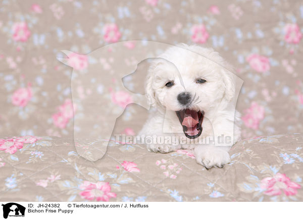 Bichon Frise Welpe / Bichon Frise Puppy / JH-24382