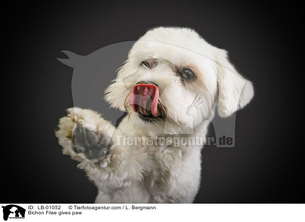 Bichon Frise gibt Pftchen / Bichon Frise gives paw / LB-01052