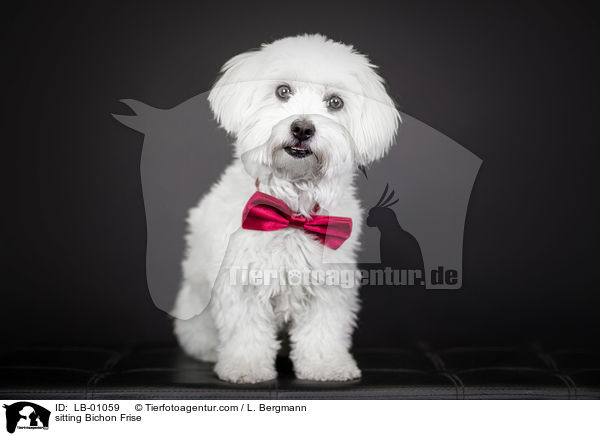 sitzender Bichon Frise / sitting Bichon Frise / LB-01059