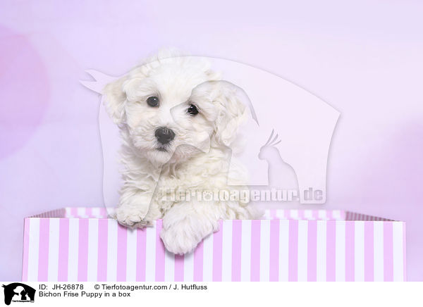 Bichon Frise Puppy in a box / JH-26878