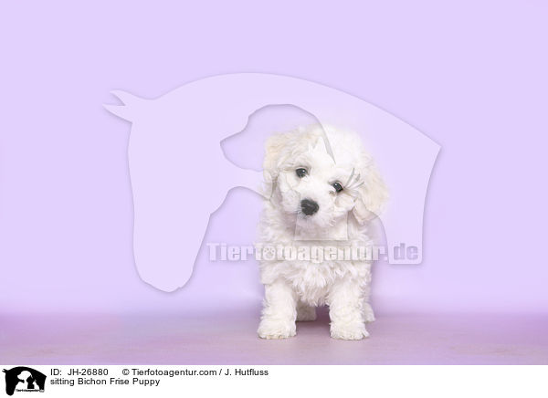 sitzender Bichon Frise Welpe / sitting Bichon Frise Puppy / JH-26880