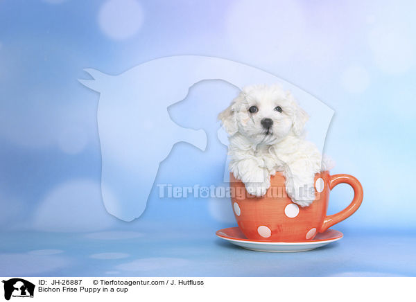 Bichon Frise Puppy in a cup / JH-26887