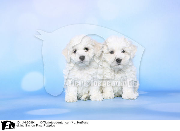 sitting Bichon Frise Puppies / JH-26891