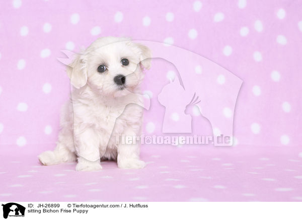 sitzender Bichon Frise Welpe / sitting Bichon Frise Puppy / JH-26899