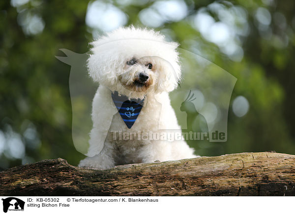 sitzender Bichon Frise / sitting Bichon Frise / KB-05302