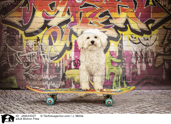 ausgewachsener Bichon Frise / adult Bichon Frise / JAM-03027