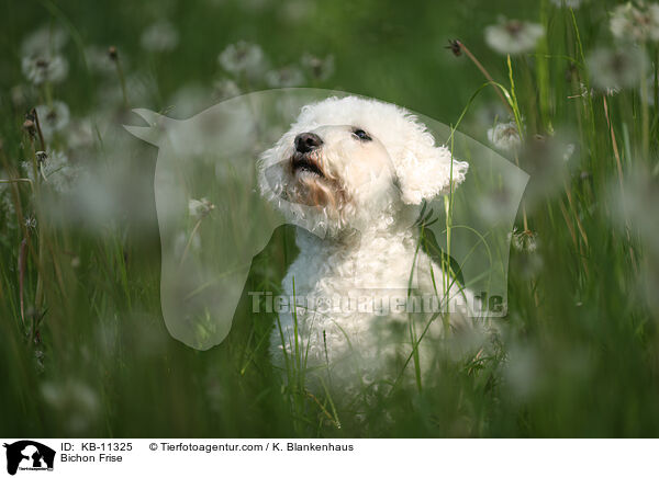 Bichon Frise / Bichon Frise / KB-11325