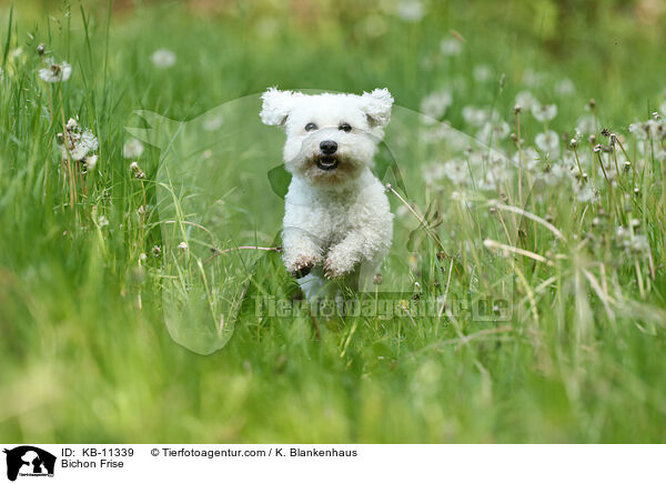 Bichon Frise / Bichon Frise / KB-11339