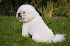 Bichon Frise