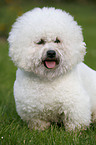 Bichon Frise