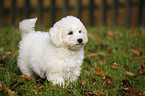 Bichon Frise Puppy