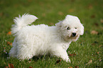 Bichon Frise Puppy